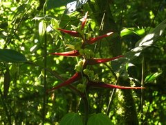 Heliconia virginalis