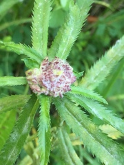 Rhopalomyia ptarmicae