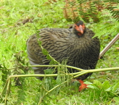 Pternistis afer castaneiventer