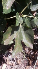 Ficus carica image