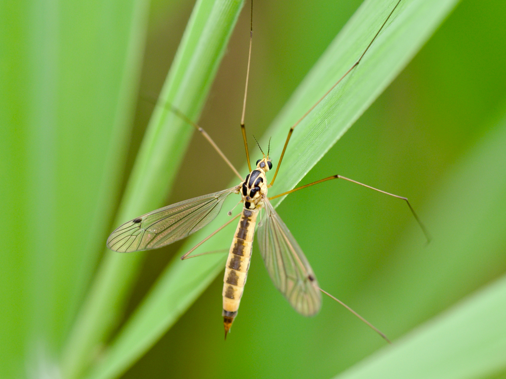 Cranefly