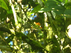Erythrina megistophylla