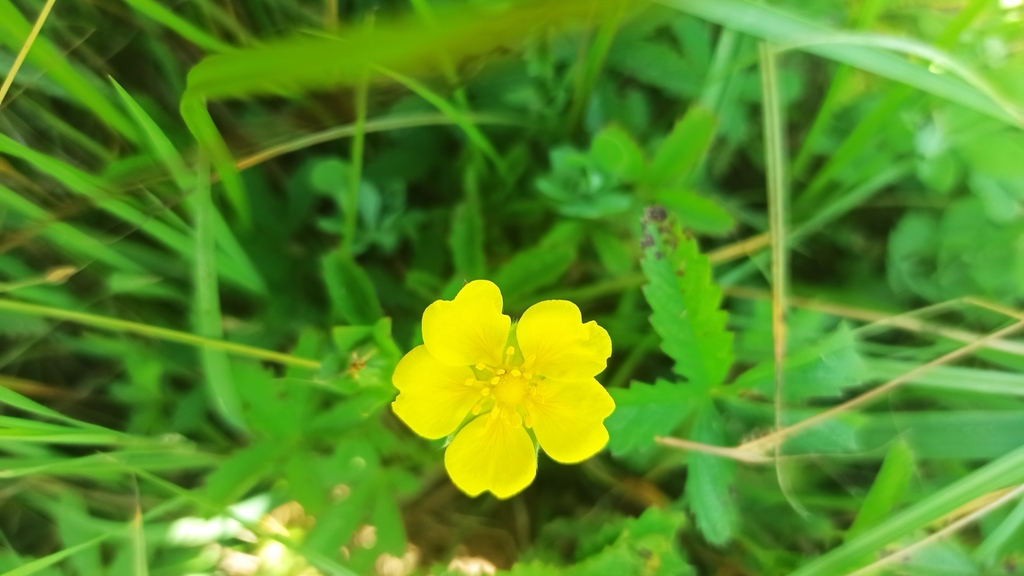 Creeping cinquefoil