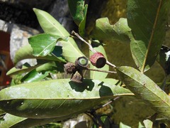 Licaria excelsa