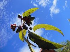 Licaria excelsa