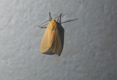 Pareuchaetes insulata