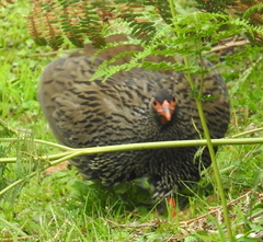 Pternistis afer castaneiventer