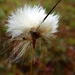 Tawny Cotton-Grass - Photo (c) Will Van Hemessen, some rights reserved (CC BY-NC), uploaded by Will Van Hemessen