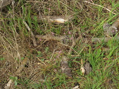 Fumaria muralis muralis