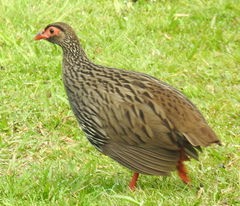 Pternistis afer castaneiventer