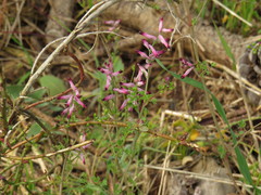 Fumaria muralis muralis