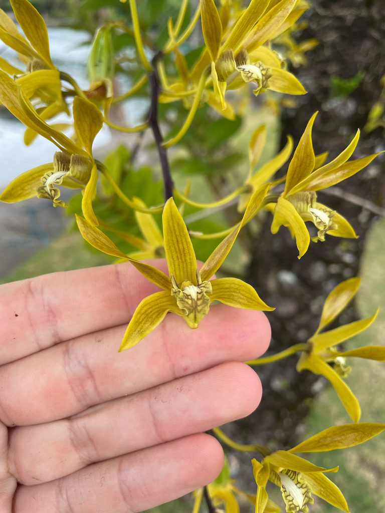Dendrobium mirbelianum Gaudich. 3