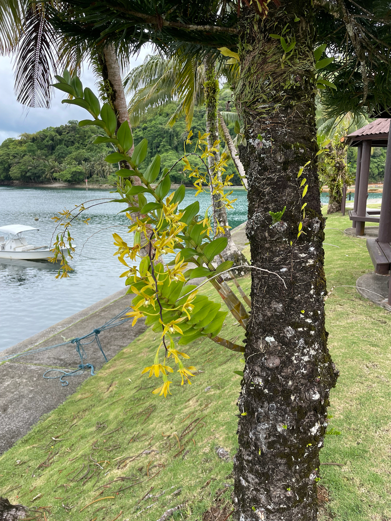 Dendrobium mirbelianum Gaudich. 2