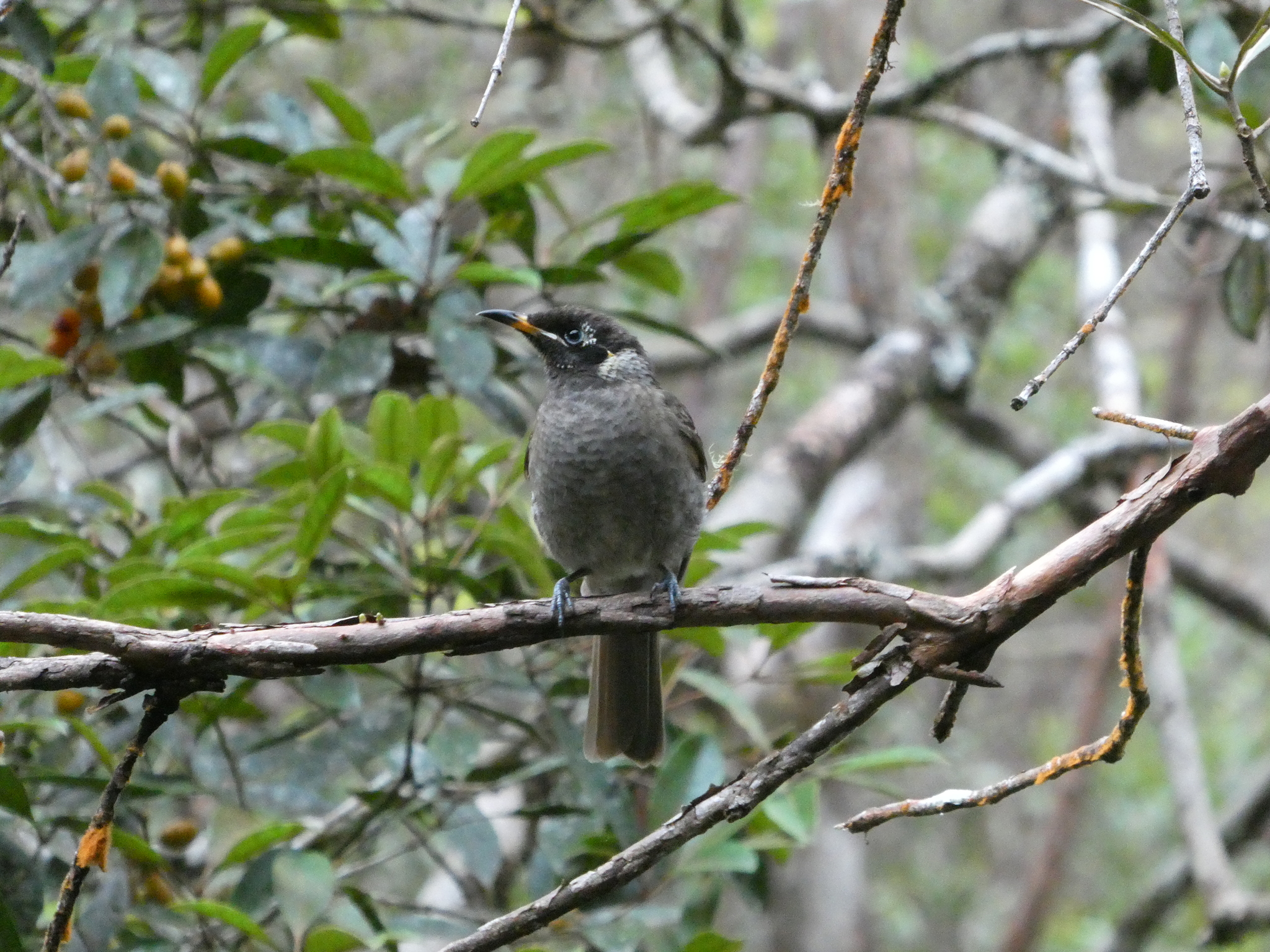 Bridled Honeyeater (Bolemoreus frenatus), photo 7