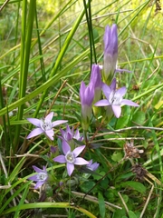 Gentianella praecox