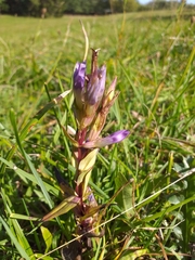 Gentianella praecox