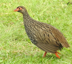 Pternistis afer castaneiventer