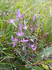 Gentianella praecox