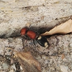 Mutilla quinquemaculata