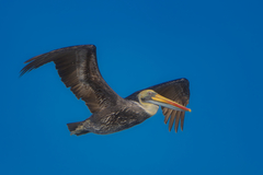 Peruvian Pelican photo 2