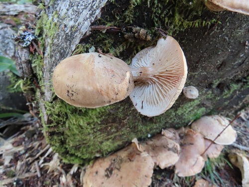 Neolentinus lepideus