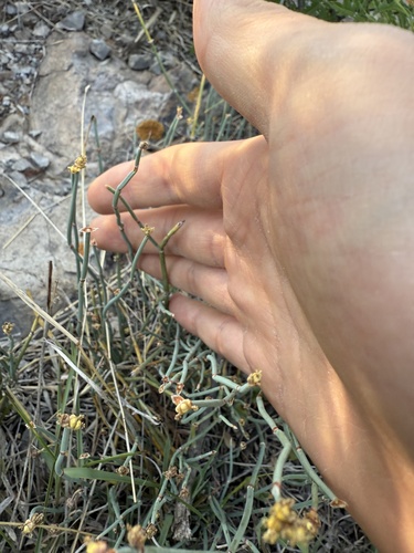 Chinese Ephedra (Ephedra sinica)
