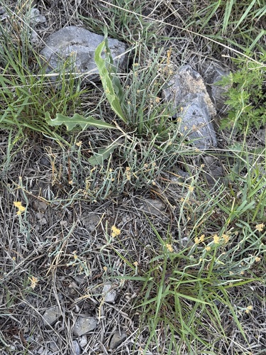 Ephedra sinica, photograph 4