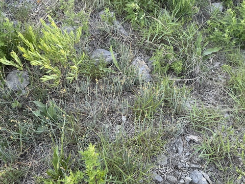 Ephedra sinica, photograph 5