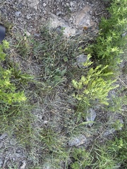 Ephedra sinica, photograph (c) Jane Charlen, some rights reserved (CC BY)
