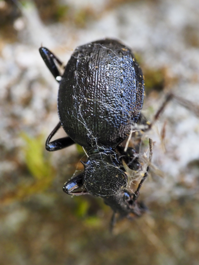Cychrus spinicollis