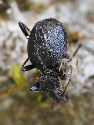 Cychrus spinicollis