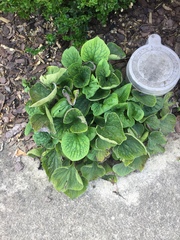Brunnera macrophylla