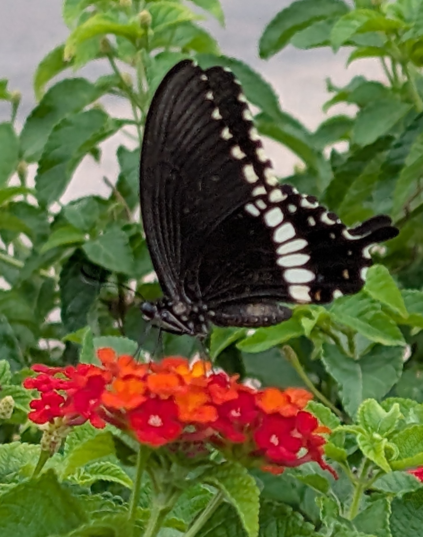 Common Mormon