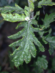 Senecio squalidus rupestris
