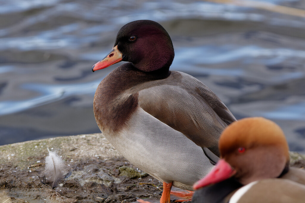 Mallards, Teal, Pintails and Allies × Pochards