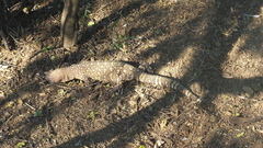 Heloderma exasperatum