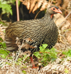 Pternistis afer castaneiventer