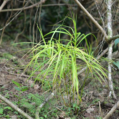 Scleria polycarpa observed 2025-06-09