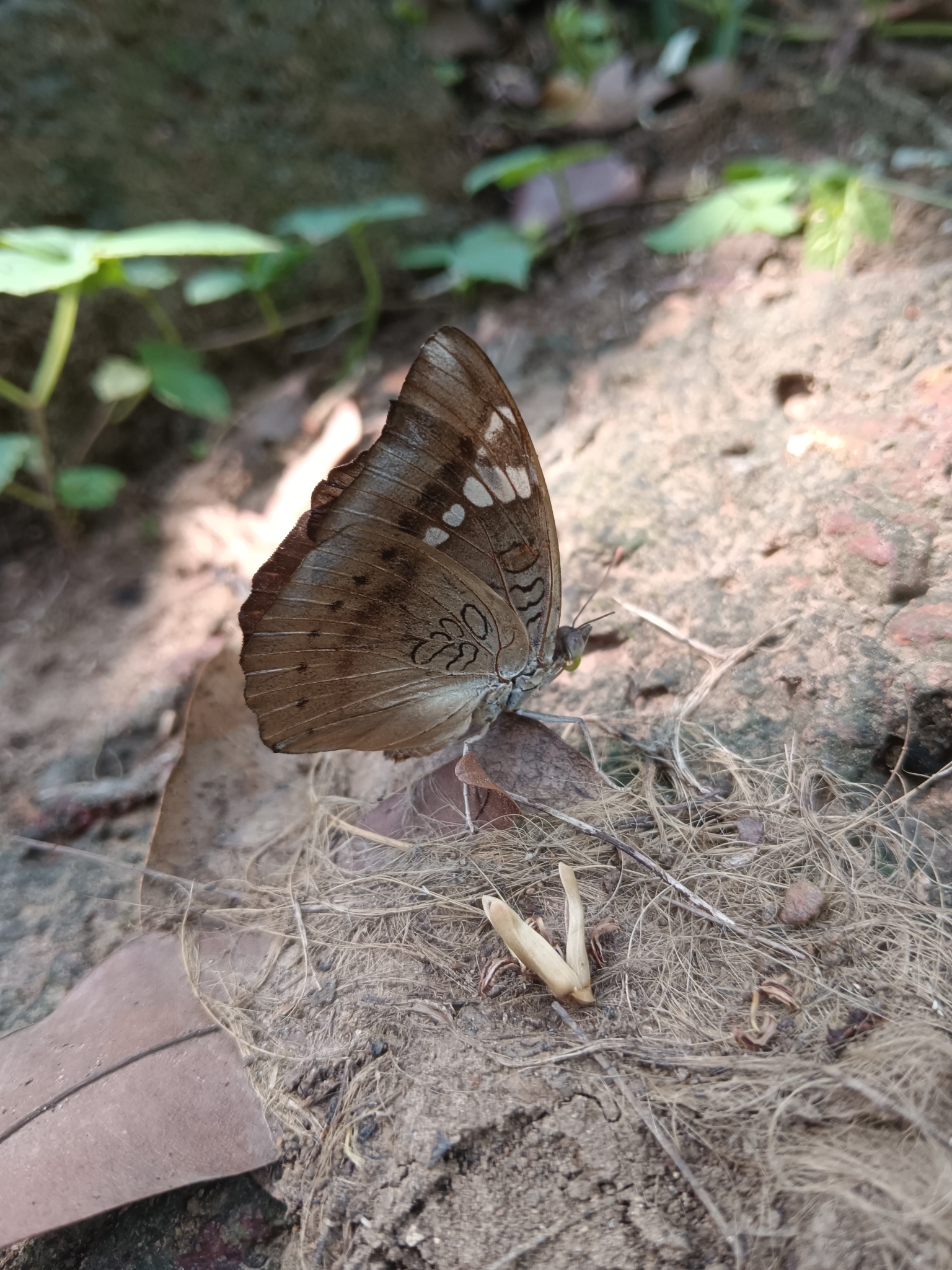 Common Baron