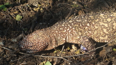 Heloderma exasperatum