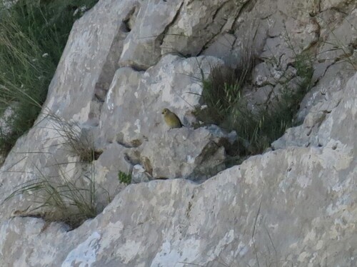 Syrian Serin (Serinus syriacus), photo 4