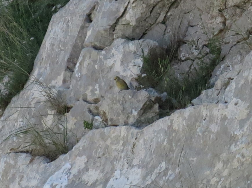 Syrian Serin (Serinus syriacus), photo 4
