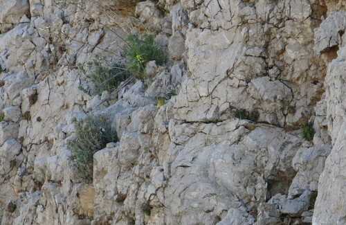 Syrian Serin (Serinus syriacus), photo 9