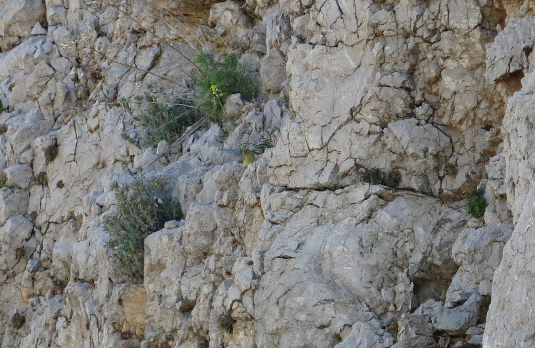 Syrian Serin (Serinus syriacus), photo 3