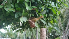 Ayeyarwady Bulbul