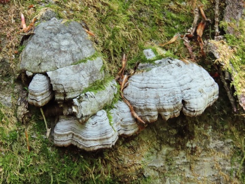 Fomes fomentarius