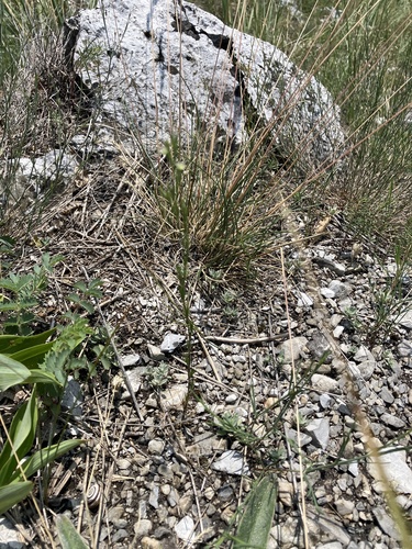 Minuartia mucronata, photograph 2