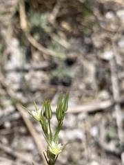 Minuartia mucronata, photograph author not stated, no rights reserved
