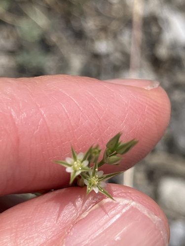 Red Sandwort (Minuartia mucronata)