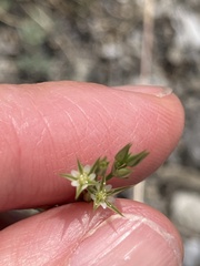 Minuartia mucronata